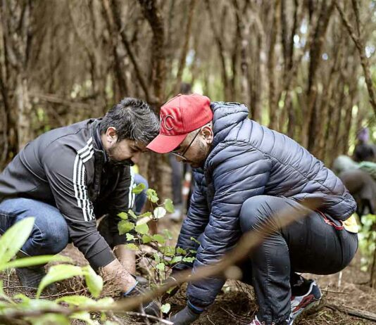 Tree Plantation : ऑकलैंड न्यूजीलैंड की साध संगत ने पर्यावरण संरक्षण को दिया बढ़ावा Trees Extinction