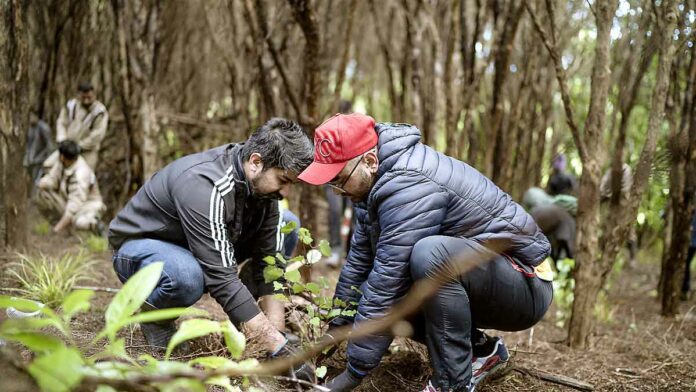 Tree Plantation |