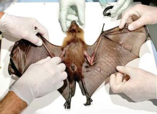 महामारीमुक्त भविष्य के लिए चमगादड़ों को उनके प्राकृतिक प्रवासों में रहने देना होगा: अध्ययन Epidemic