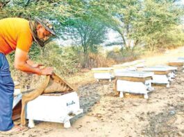 Bee keeping