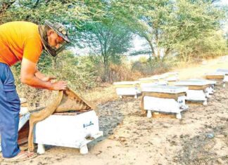 Bee keeping