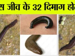 अजब-गजब : बूझो तो जानें! ऐसा जीव जिसके पास 32 दिमाग, 300 दांत, 10 आंखें… हर कोई हैरान!! Leech