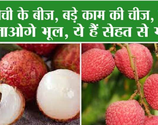 Litchi Benefits: लीची के बीज, बड़े काम की चीज, फैंकना जाओगे भूल, ये हैं सेहत से भरपूर Litchi Health Benefits