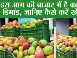 Sugar Free Mango