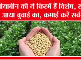 Soyabean Cultivation