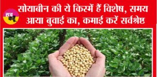 Soyabean Cultivation