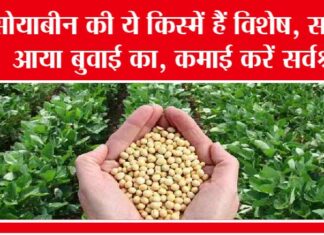 Soyabean Cultivation