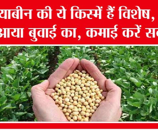 Soyabean Cultivation