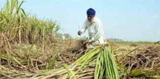 Sugarcane Farmers