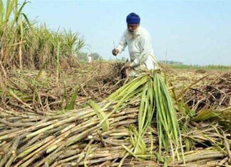 Sugarcane Farmers: गन्ना किसानों की हुई मौज, मोदी सरकार ने दिया ये तोहफा… Sugarcane Farmers