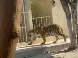 Tiger News