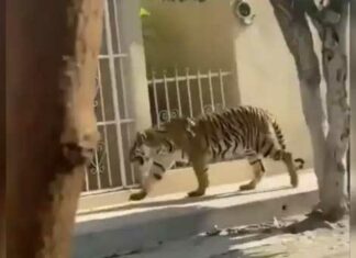 Tiger News
