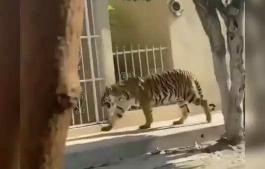 Viral Video: गली में खुलेआम टहल रहा था Bengal Tiger, एक आदमी आया और बिल्ली की तरह पकड़ कर ले गया! देखें वीडियो Tiger News