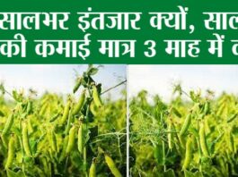 Pea farming
