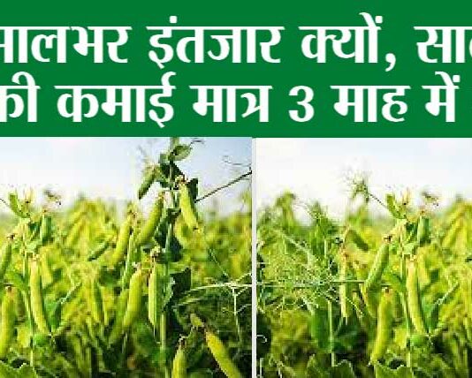 Pea farming