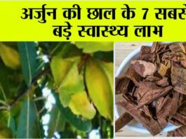 Arjuna Bark Benefits: शरीर की कई बीमारियों को साध लेती है अर्जुन की छाल, जानें कैसे करें इस्तेमाल Arjuna Bark Benefits