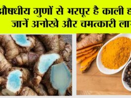 Black Turmeric: औषधीय गुणों से भरपूर है काली हल्दी, जानें अनोखे और चमत्कारी लाभ Black Turmeric
