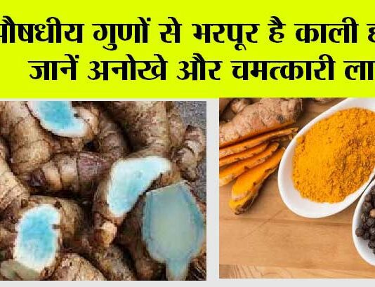 Black Turmeric: औषधीय गुणों से भरपूर है काली हल्दी, जानें अनोखे और चमत्कारी लाभ Black Turmeric
