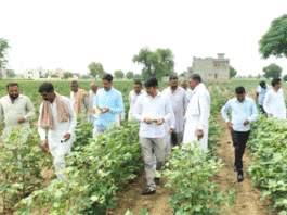 Cotton Crop