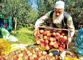 Fruit Garden