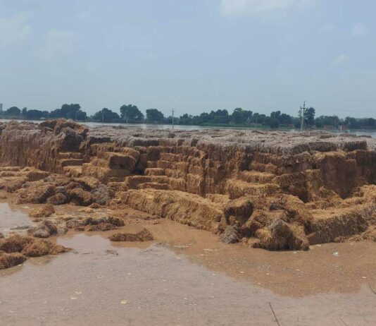 Ghaggar river