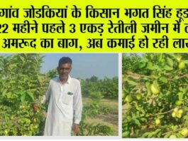 Guava Cultivation: गांव जोडकियां के किसान भगत सिंह हूडा ने 22 महीने पहले 3 एकड़ रेतीली जमीन में लगाया अमरूद का बाग, अब कमाई हो रही लाखों में Guava Cultivation