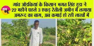 Guava Cultivation