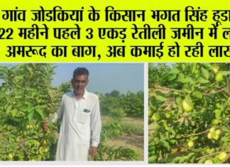 Guava Cultivation