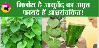 Health Benefits Of Giloy