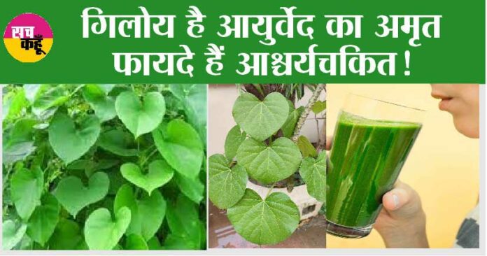 Health Benefits Of Giloy