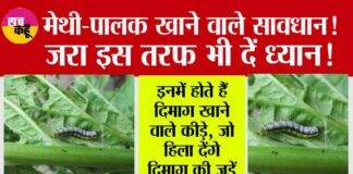 Monsoon Vegetable