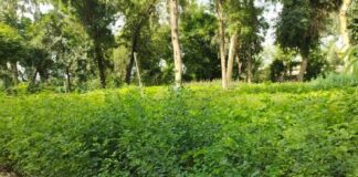 Tree Plantatio