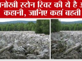 Stone River: ऐसी नदी जिसमें पानी नहीं सिर्फ पत्थर ही पत्थर! वैज्ञानिकों के लिए बनी पहेली Stone River