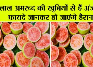 Guava Benefits: लाल अमरूद की खूबियों से हैं अंजान, फायदे जानकर हो जाएंगे हैरान! Guava Benefits