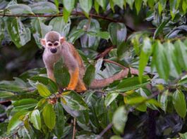 बम की धमकी मिलने के बाद राष्ट्रीय चिड़ियाघर को खाली कराया गया National Zoo