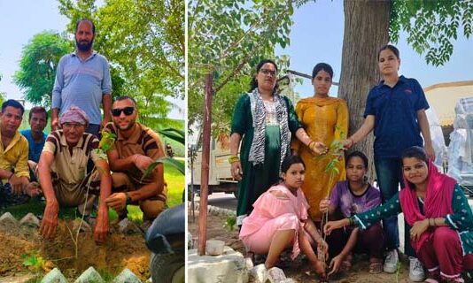 Tree Plantation