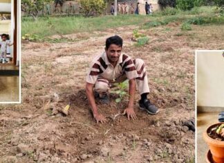 Tree Plantation