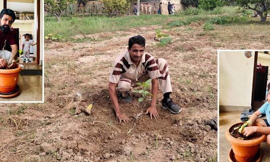 Tree Plantation
