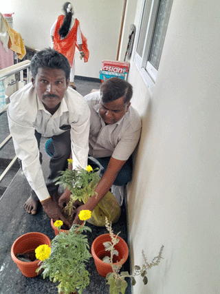 Tree Plantation in Bangalore