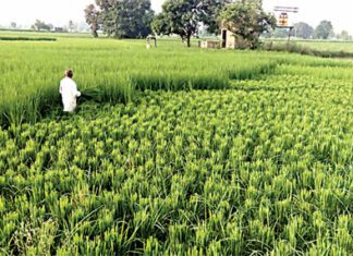 Basmati Dhan