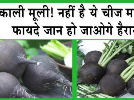 BLACK RADISH: एक ऐसी चीज जिससे लोग अंजान, लेकिन सेहत के लिए है ये वरदान! BLACK RADISH