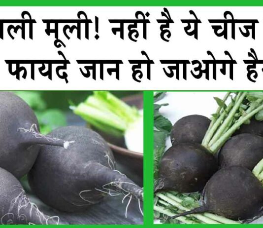 BLACK RADISH