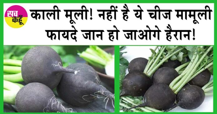 BLACK RADISH