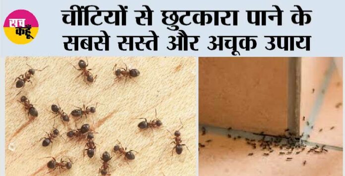 Get Rid of Ants