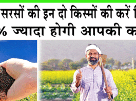 Mustard Cultivation
