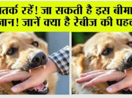 Rabies: सतर्क रहें! जा सकती है इस बीमारी से जान! Rabies