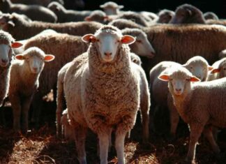 …जब भेड़ों ने चढ़ा ली भांग तो फिर ऐसा हुआ असर कि… Viral News