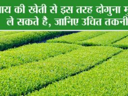 Tea Cultivation