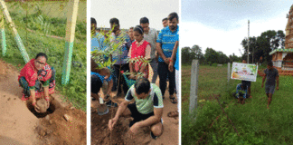 Tree Plantation