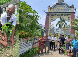 Tree Plantation